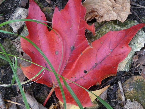 Red Maple Leaf Standout