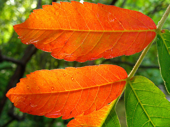 Sumac Turning Orange