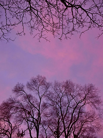 Sunrise Sky and Trees