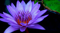 Glowing Blue Amazon