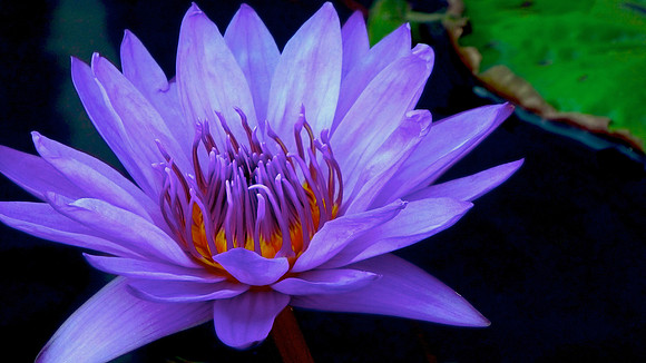 Glowing Blue Amazon