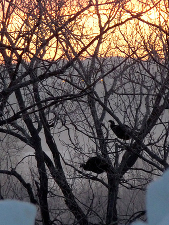 Laughing Turkeys