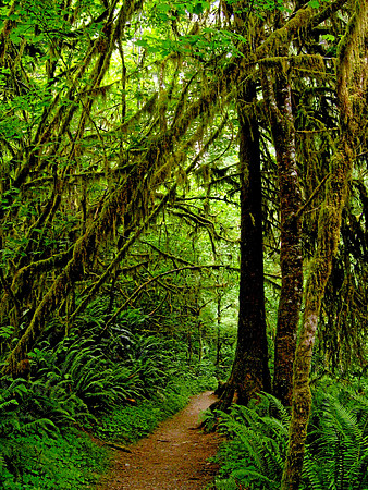 Walking trail near Quinault Rain Forest, Washington