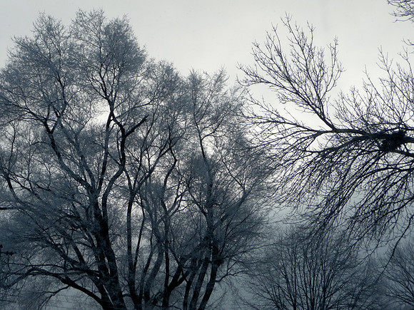 Frosty Trees in Backyard