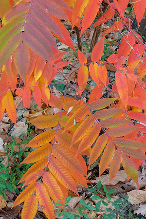 Orange Sumac Leaves