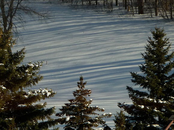 Tree Shadows on Snow