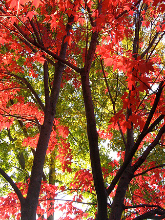See Through Red and Green