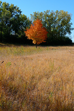 Orange Tree and Field